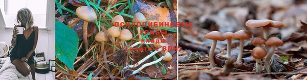 прущий лед Вяземский